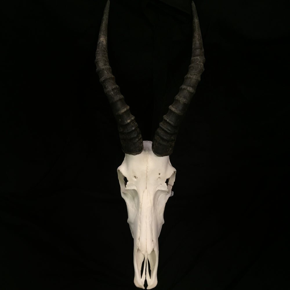 ブレスボック（Blesbok）スカルホーン Blesbok Skull – Cowhides USA